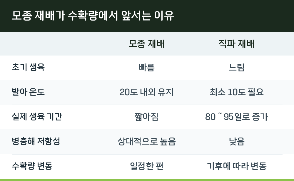 모종 재배가 수확량에서 앞서는 이유
