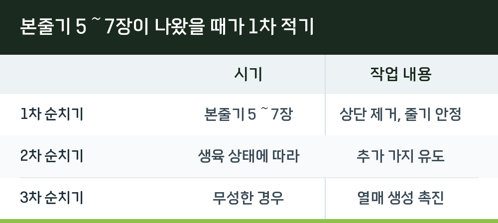 본줄기 5～7장이 나왔을 때가 1차 적기