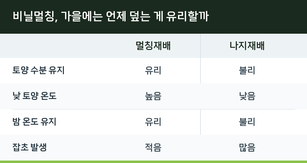 비닐멀칭, 가을에는 언제 덮는 게 유리할까