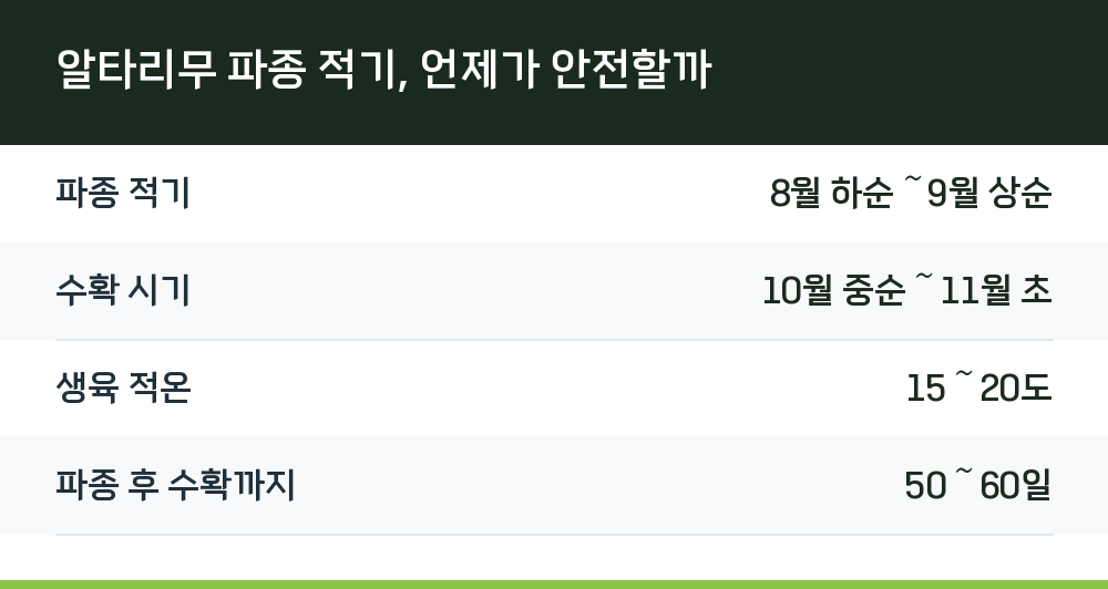 알타리무 파종 적기, 언제가 안전할까