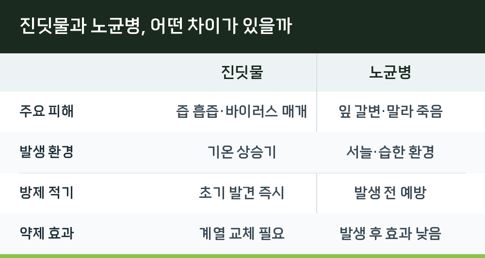 진딧물과 노균병, 어떤 차이가 있을까