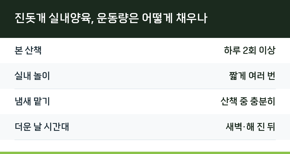 진돗개 실내양육, 운동량은 어떻게 채우나