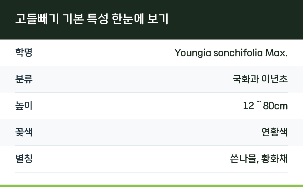 고들빼기 기본 특성 한눈에 보기