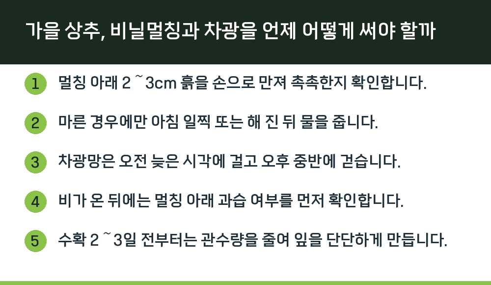 가을 상추, 비닐멀칭과 차광을 언제 어떻게 써야 할까