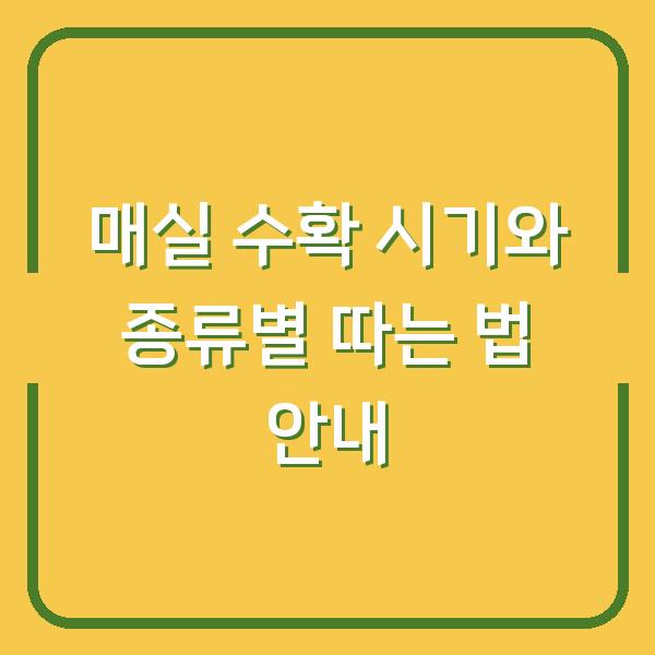 매실 수확 시기와 종류별 따는 법 안내