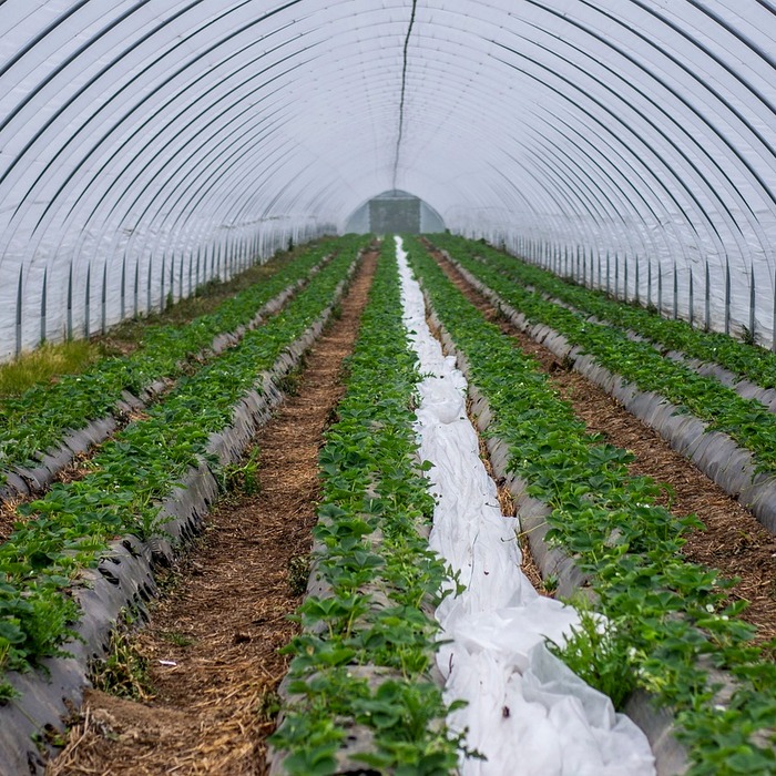 다양한 모종 재배