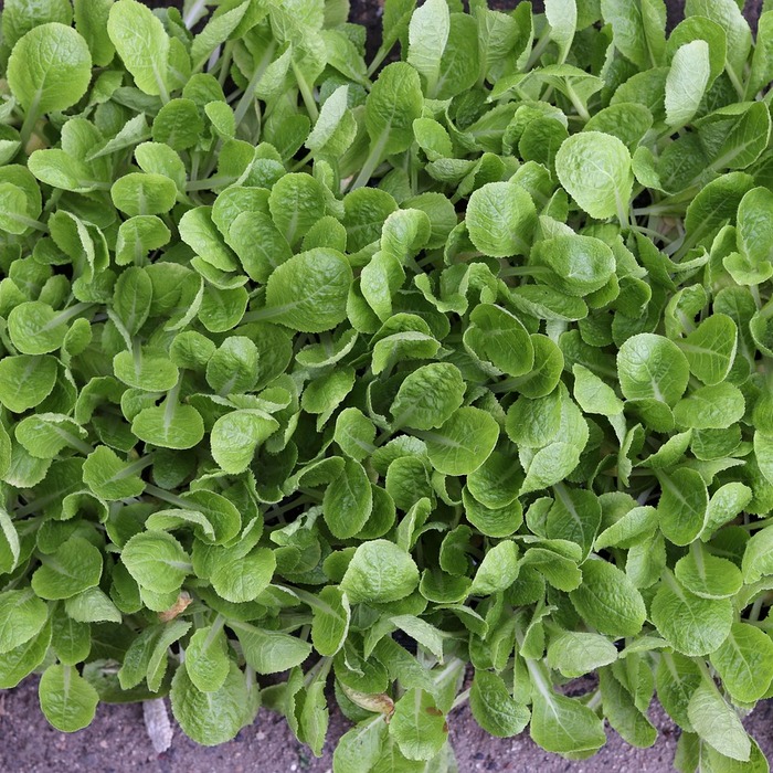 배추 모종 종류