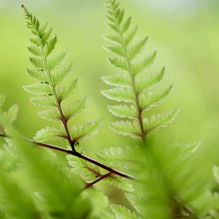 고사리 영양 가치