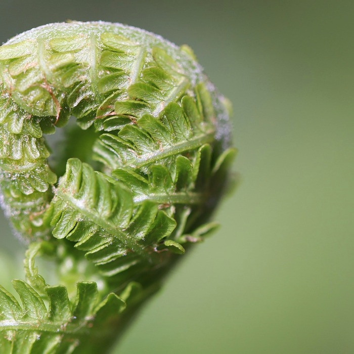 고사리 준비 과정
