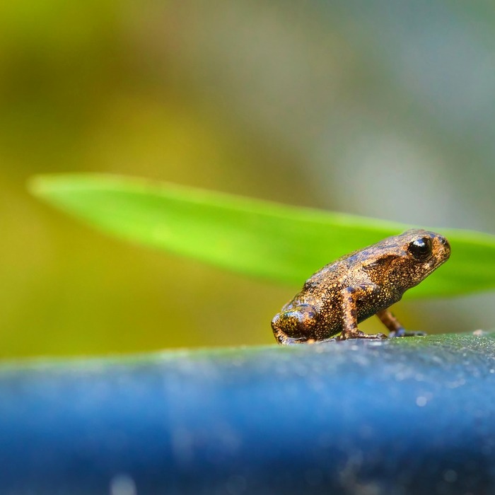 올챙이 성장 과정