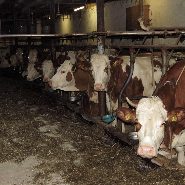 소 잃고 외양간