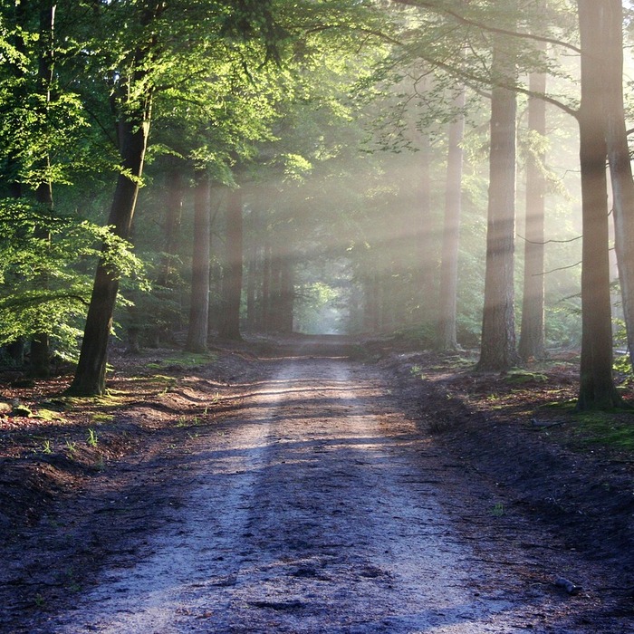트리코모나스질염 전파 경로