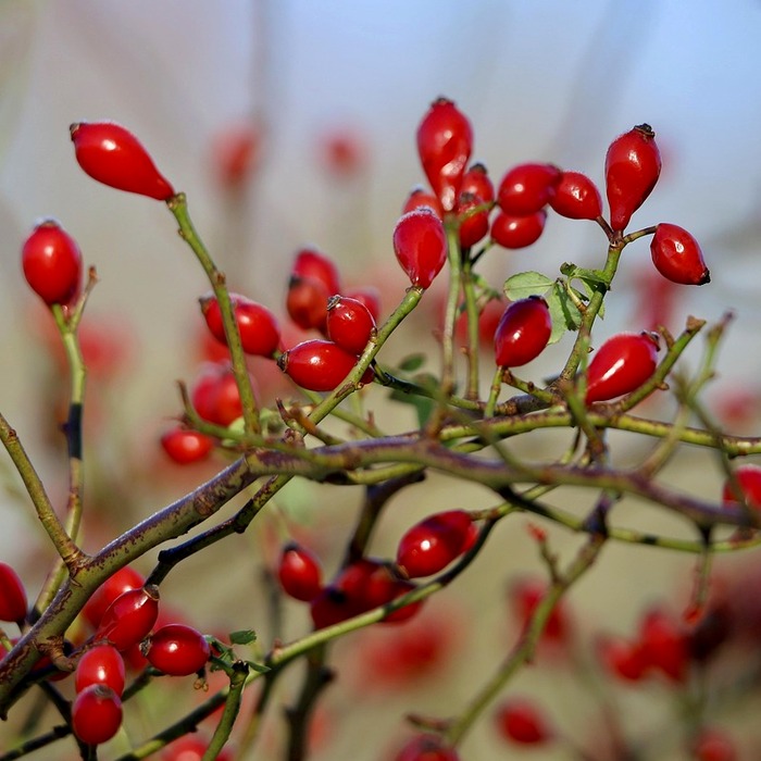 가려움증과 불쾌감