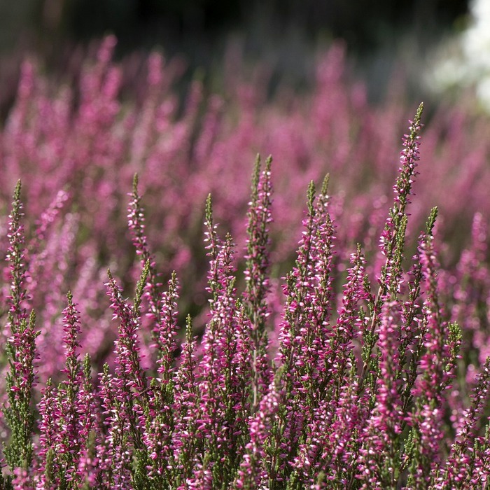 항히스타민 작용
