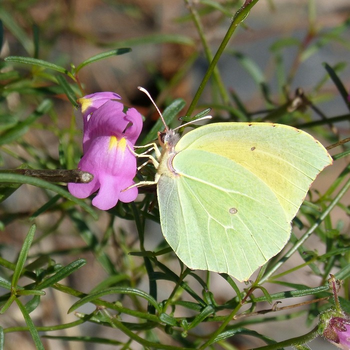 클레오파트라 생애