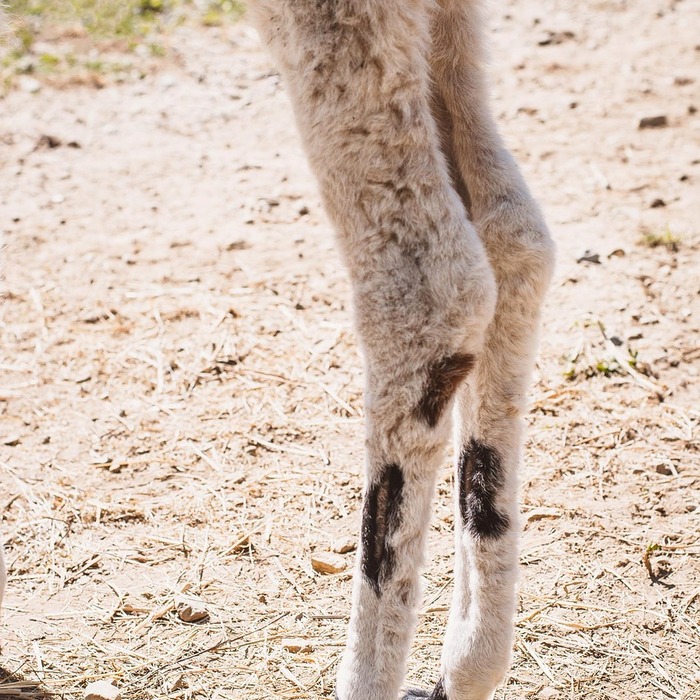 차량 뒷부분 고정