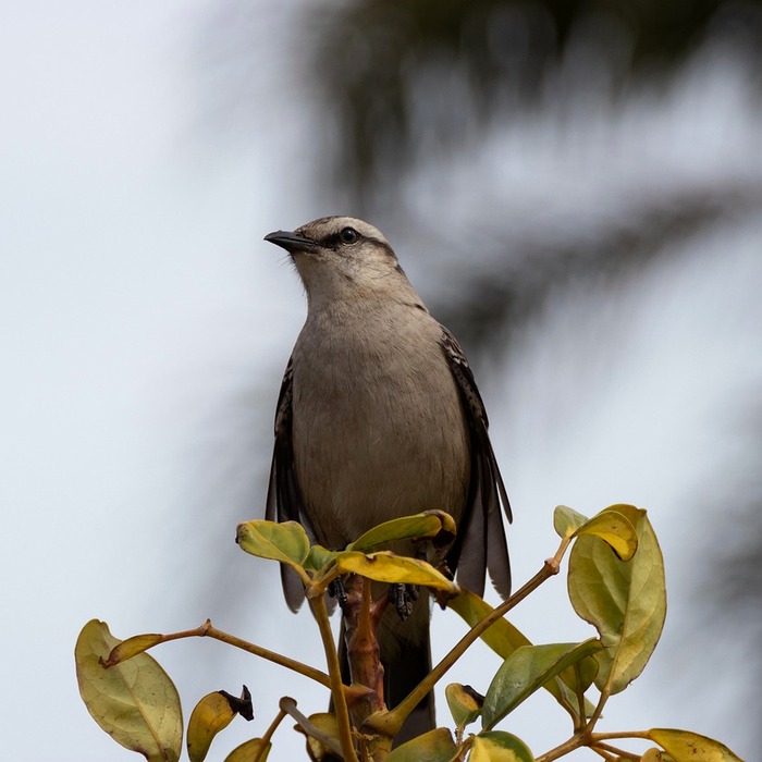 신년 캘린더 디자인