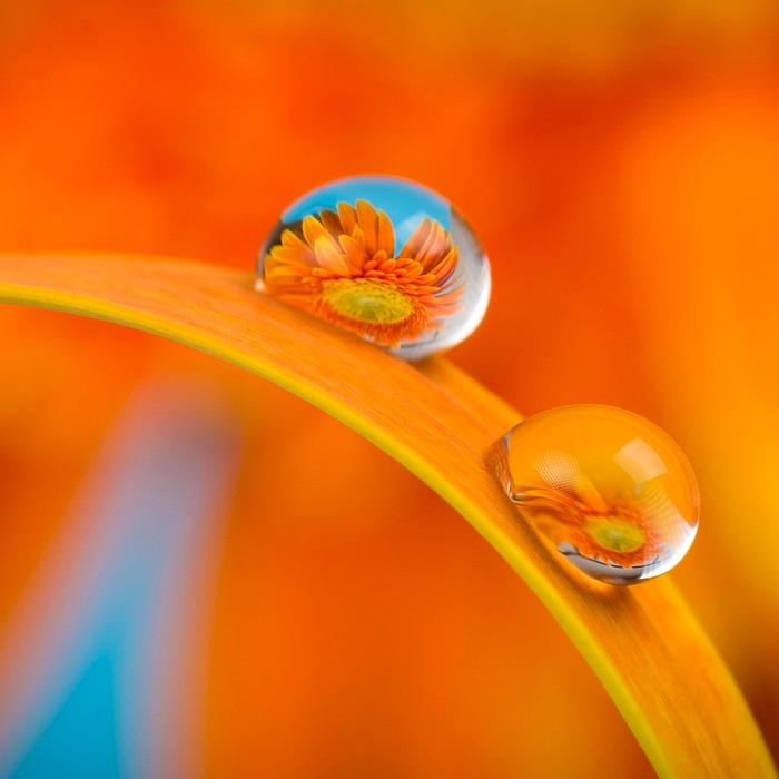 천연 가습기 식물