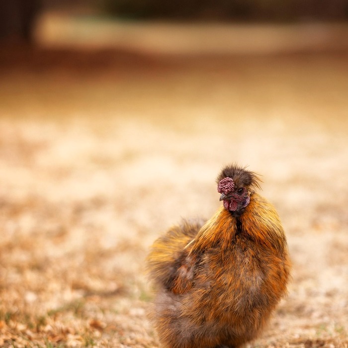 신한생명 무료운세