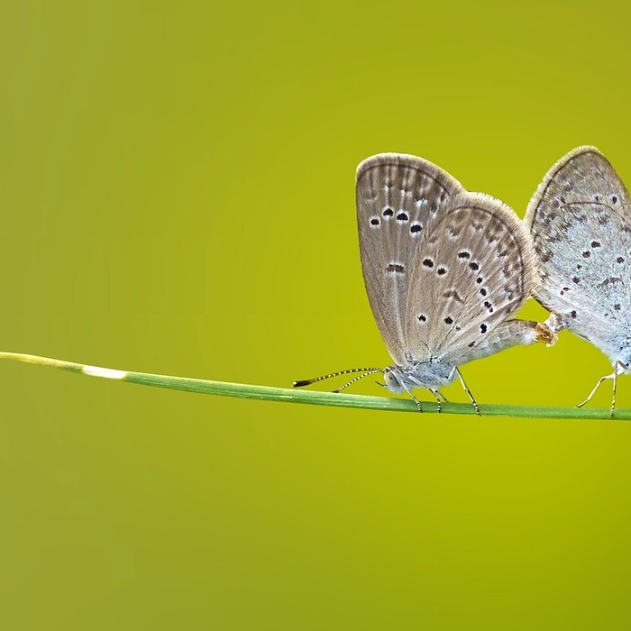 날개뼈 결림