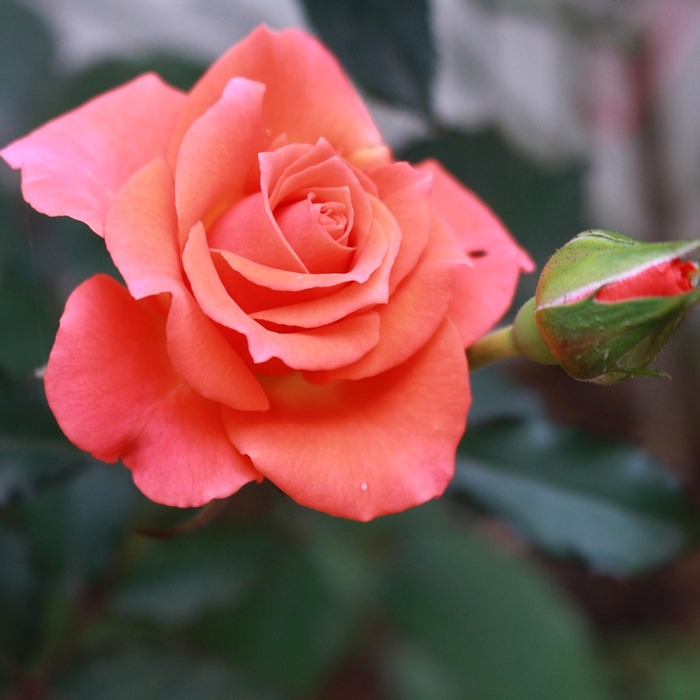 금융통화위원회 회의