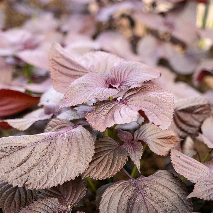 들깨 토란국 재료