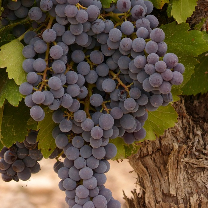 첨단 산업 클러스터