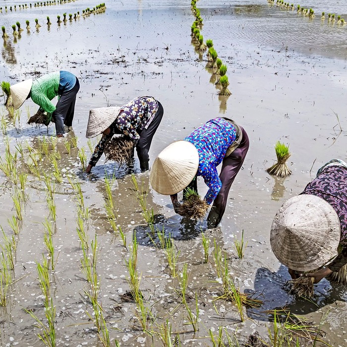 임플란트 산업 성장