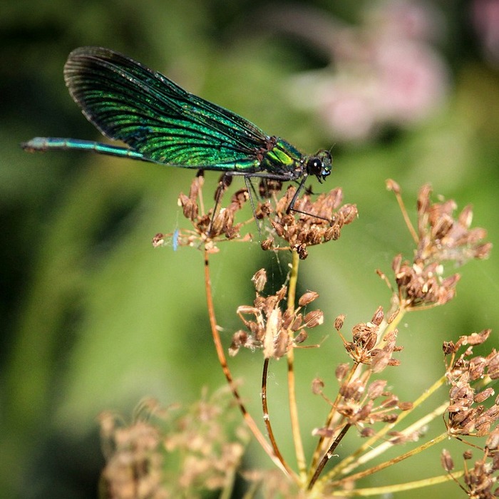 소상공인 지원금