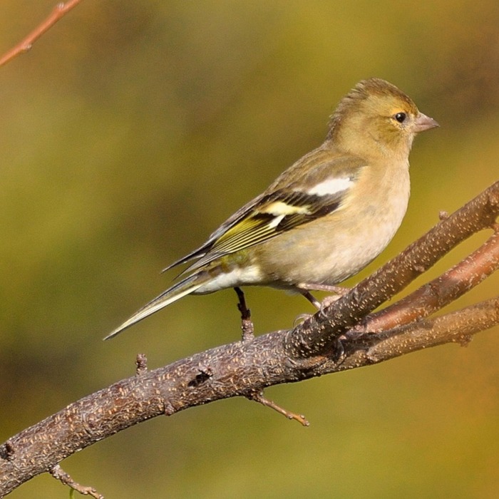 전자세금계산서 발급