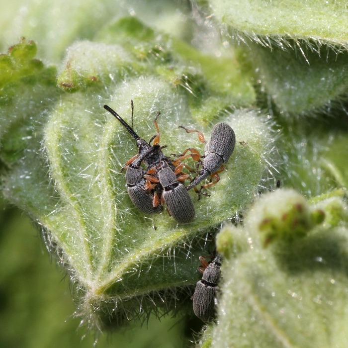 위메이드맥스 주가