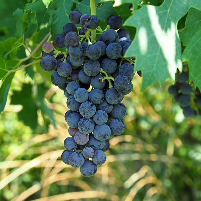 KDBI 재입찰 논란