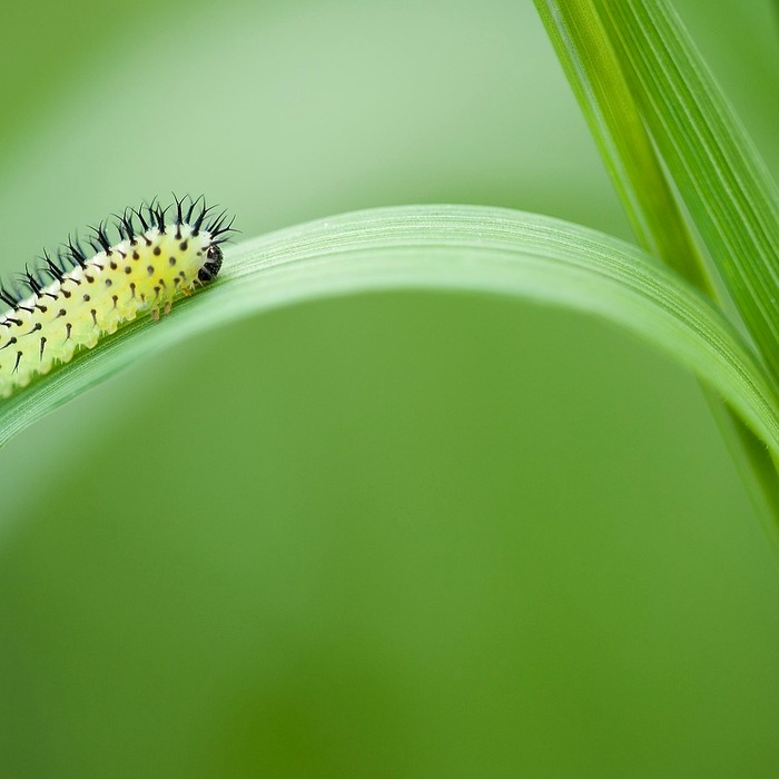 언어 발달 과정