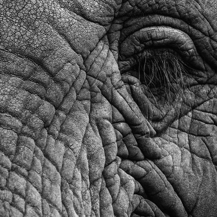 피부양자 자격조건