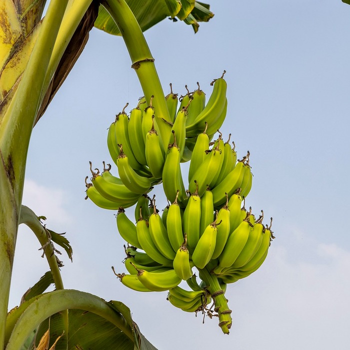 모바일 앱 설치