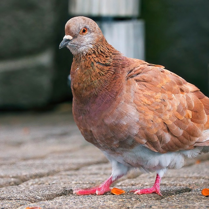 장애인 추가공제