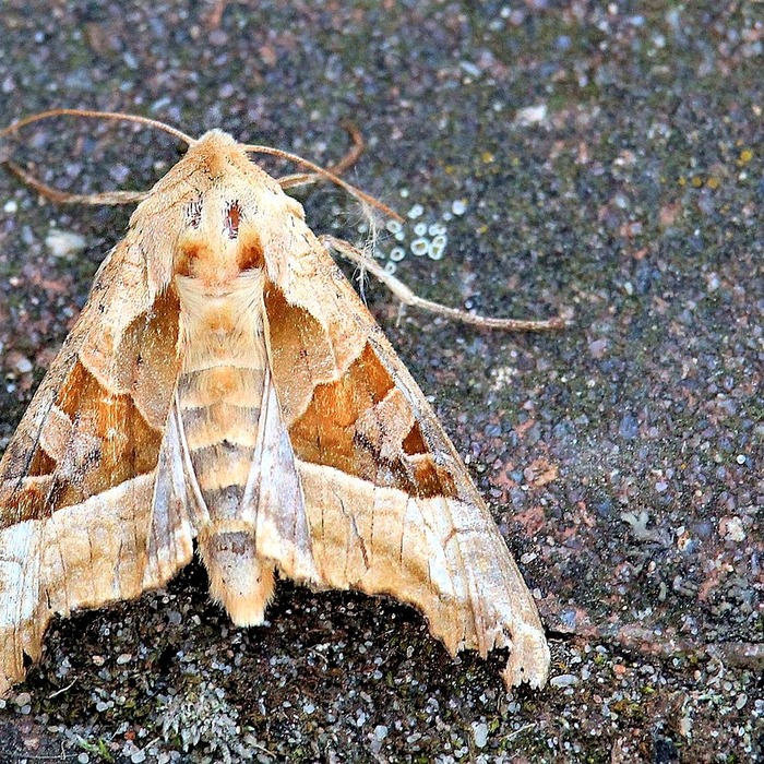 근로소득 지급명세서