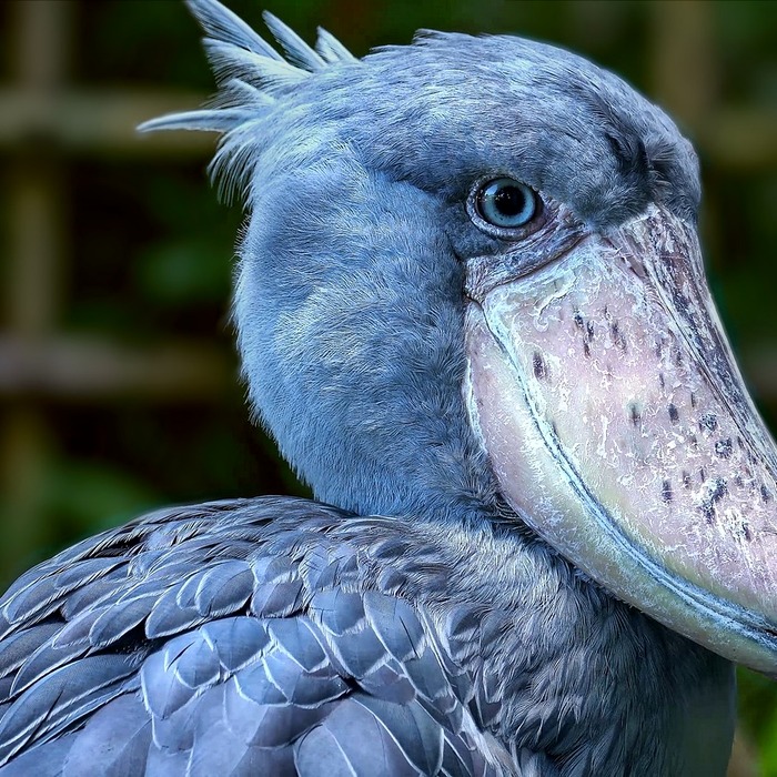 전자세금계산서