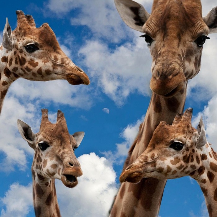 방역 조치 영향 업종