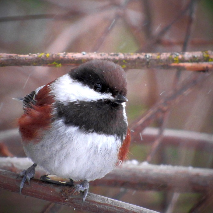 재난지원금 지원