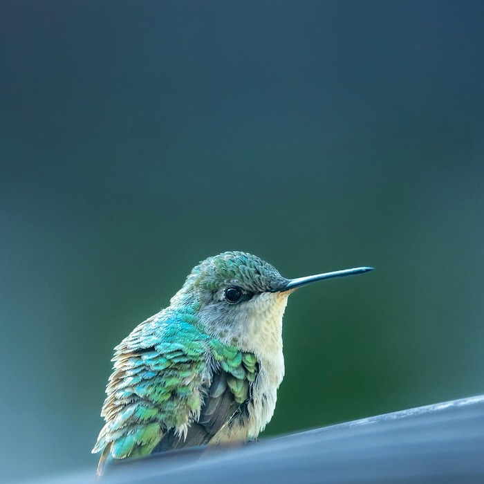 아이패드 에어 5세대 출시일