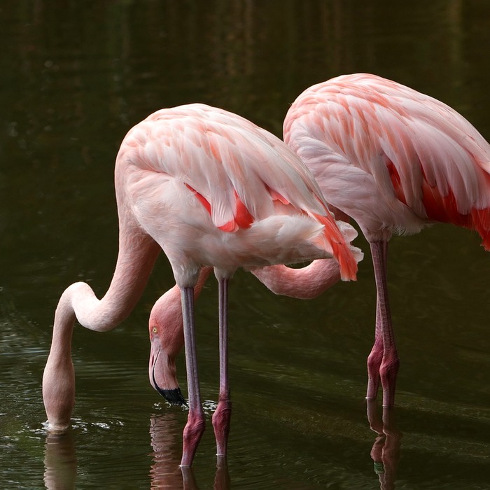 피닉스 선즈 빅3