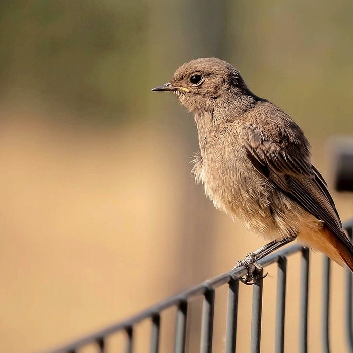 개인회생 상담 모습