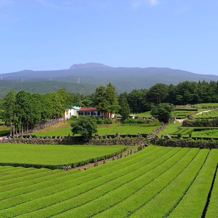 제주 아라동 풍경