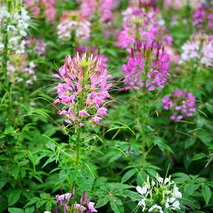 송파구 재정 회복