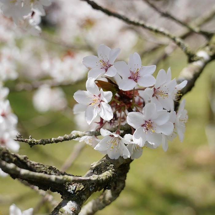 제주시 일도2동 풍경