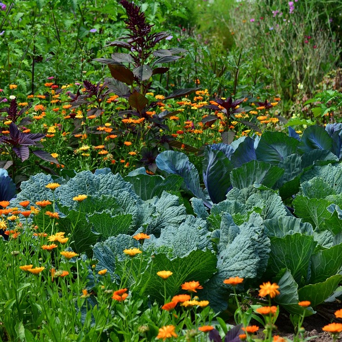 배추 재배 환경