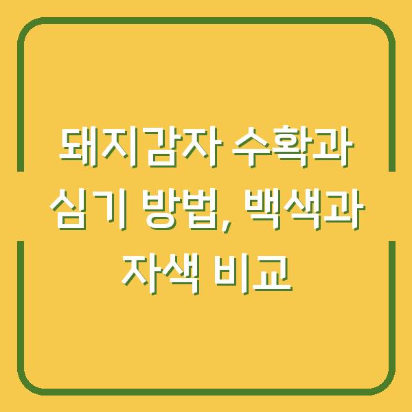 돼지감자 수확과 심기 방법, 백색과 자색 비교