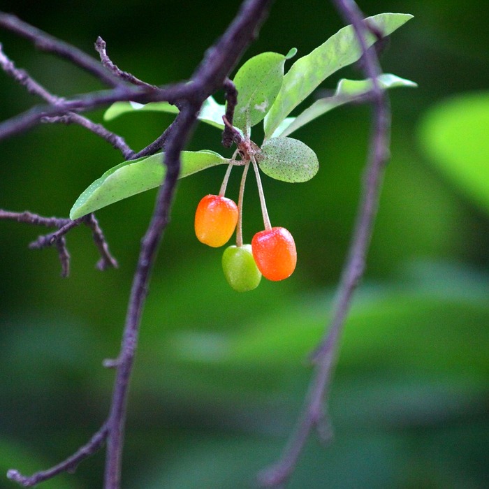 보리수 수확 기준
