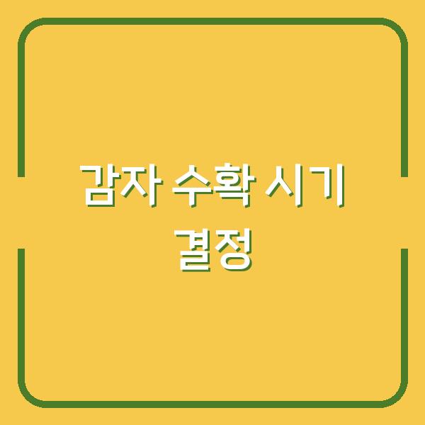 중부지방 감자 수확 시기를 놓치면 맛과 저장성이 확 달라집니다